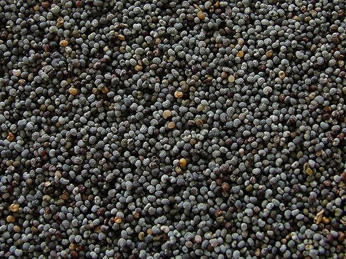 100 Annual Rose Red Poppy Seeds - Tall Rose Poppy with Black Markings