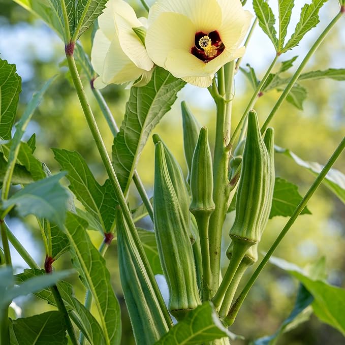 Burpee Clemson Spineless Okra Seeds - Classic High-Yield Variety