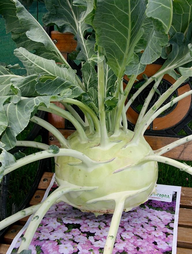 Seeds Vegetable Kohlrabi Giant Cabbage Biennial Green - 100 Seeds