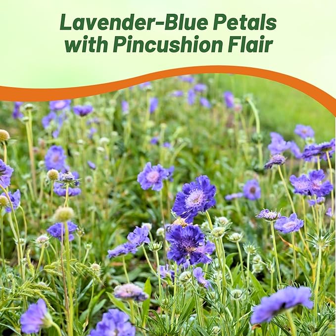 Outsidepride Perfection Blue Scabiosa Seeds - 400 Pcs Perennial Pincushion Flower Seeds That Attract Pollinators, Upright & Neat Growth Habit for Small Gardens, Borders, Containers, & Xeriscaping
