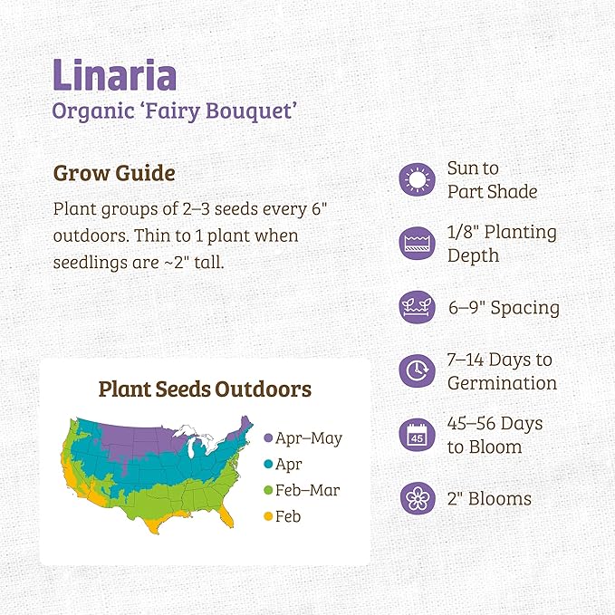 Back to The Roots 100% Organic Seed Packet - Linaria 'Fairy Bouquet' 50mg