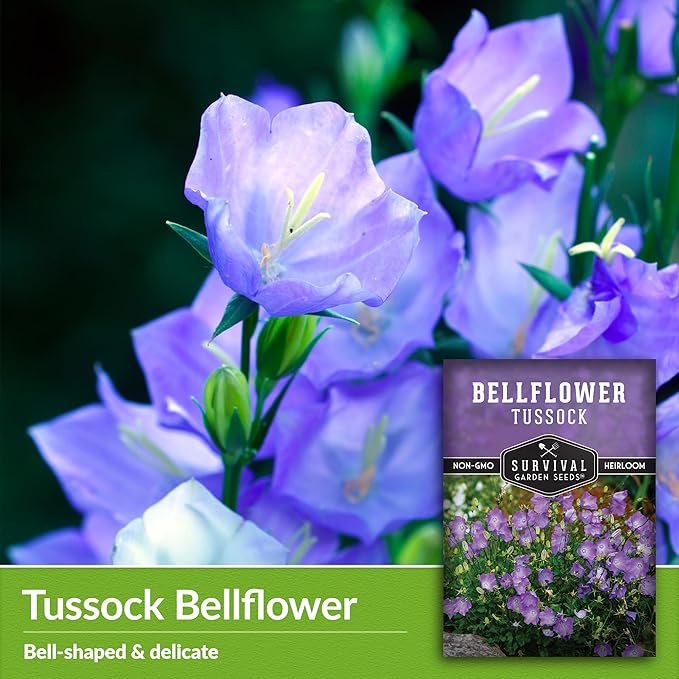 Survival Garden Seeds Tussock Bellflower Seed for Planting - 3 Packets with Instructions to Plant and Grow Campanula carpatica in Your Home Flower Garden - Non-GMO Heirloom