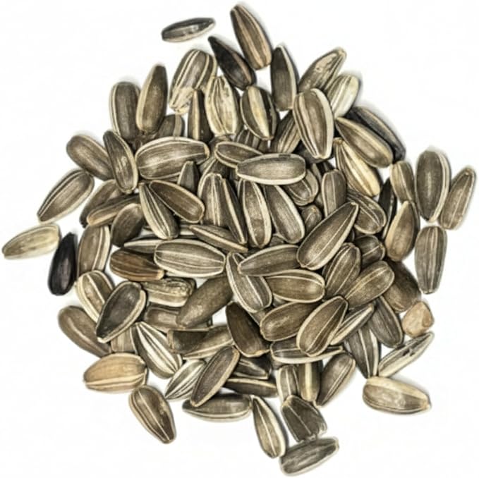 Seed Needs Sunflower Seeds for Planting Dwarf Sunspot Sunflowers - Heirloom & Open Pollinated Annual Cut Flower Seed to Plant 2 Foot Tall Sun Flowers (5 Packs)