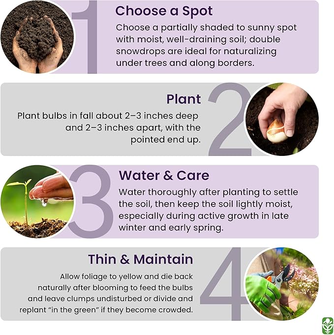 10 Double Snowdrops Bulbs - Top Size - Earliest Spring Blooms Thrive in Shade and Partial Sun - A Rare and Potected Specie in Holland