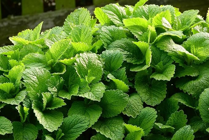 Seeds Lemon Balm Melissa - Heirloom Herb - GMO Free