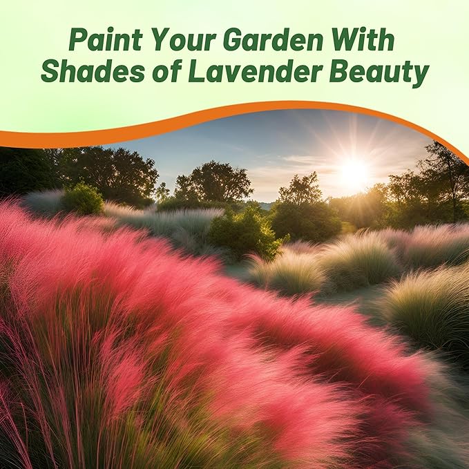 Outsidepride Ruby Muhly Ornamental Grass Seeds - 50 Pcs, Perennial, Drought Tolerant, Low Maintenance, Ornamental Tall Grass Plants, Fast Growing for Landscaping, Outdoor Garden, Privacy Plants