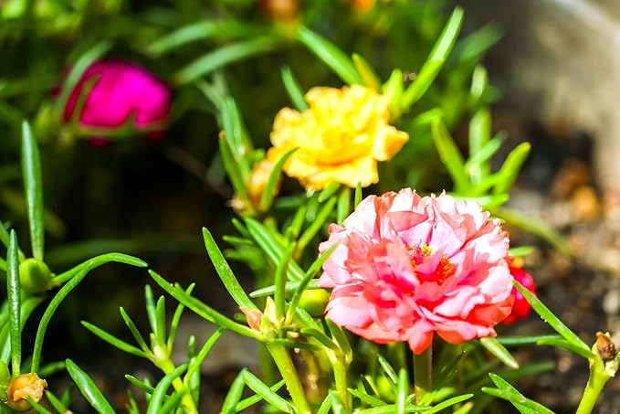 Seeds Multicolor Purslane Double Flower Mix 1000+ Seeds to Grow Double Moss Rose Perfect Ground Cover