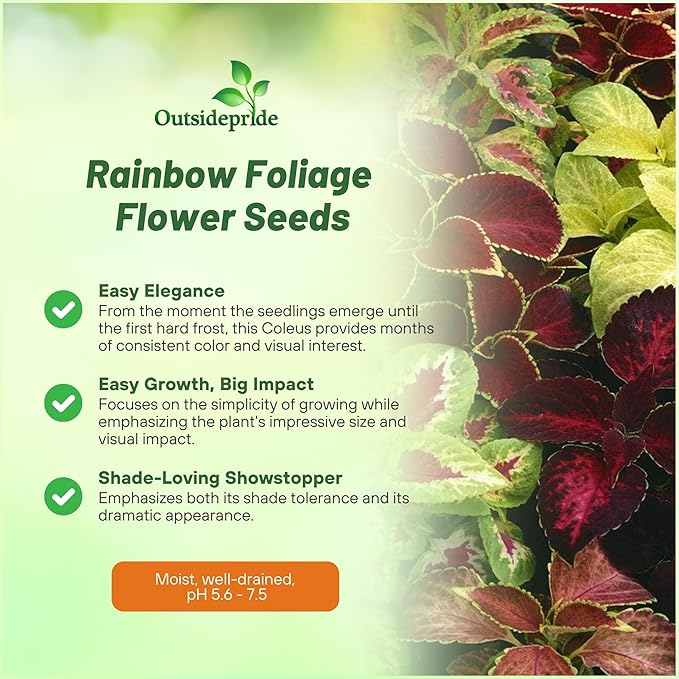 Outsidepride Rainbow Mix Coleus Seeds for Planting - 10,000 Pcs Annual, Compact, & Easy to Grow, Flower Seeds with Serrated Foliage, Ideal for Shaded Areas, Containers, Borders, & Gardens