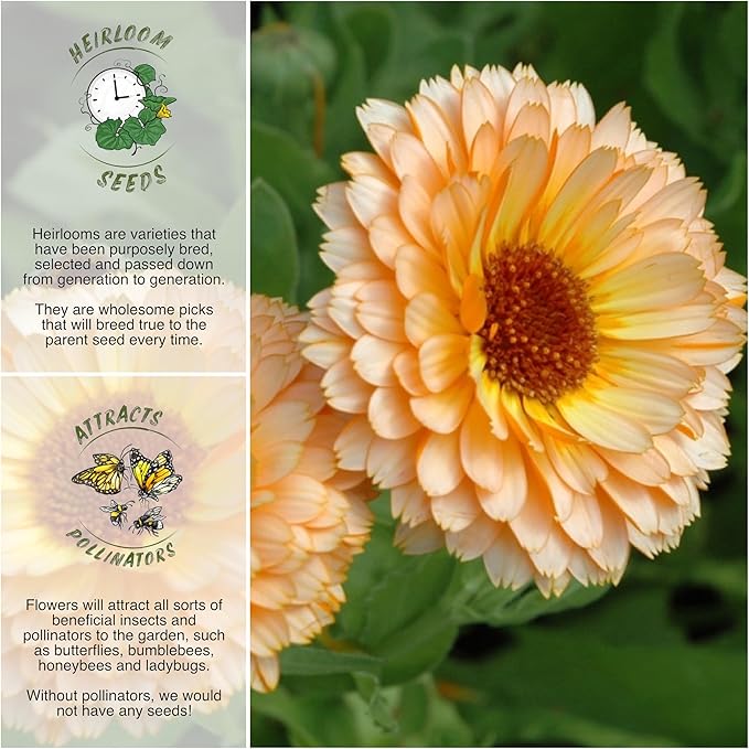 Seed Needs Calendula Flower Seeds for Planting Pink Surprise Variety | 1000+ Seeds Calendula Officinalis Non GMO Annual | Pink Surprise Calendula Blooms | Bulk Wildflower Seed