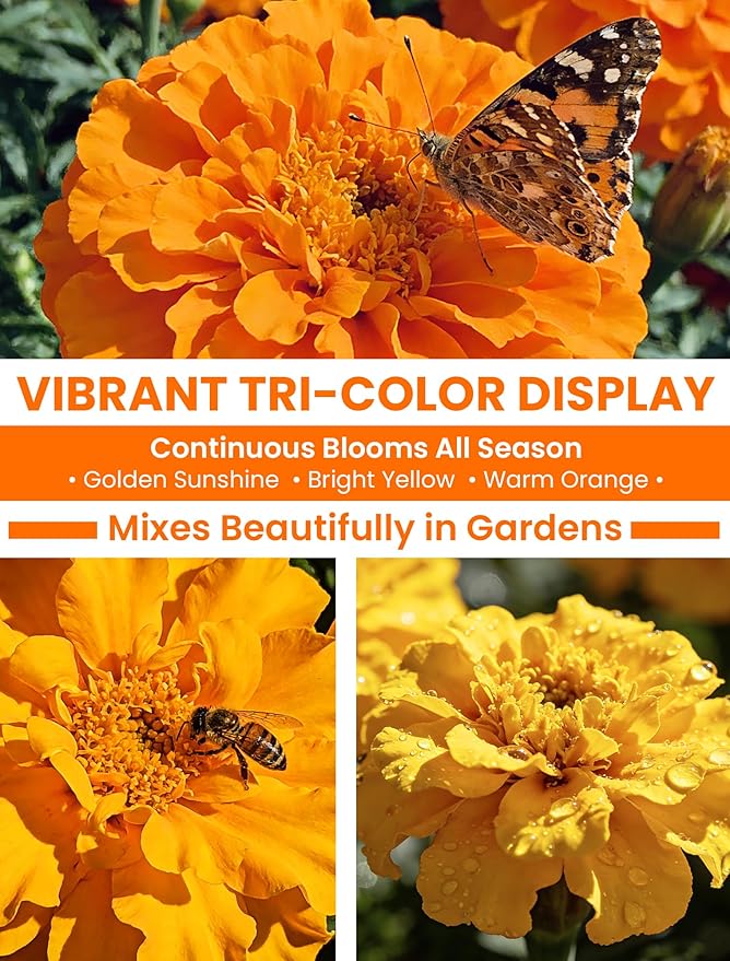 Tri-Color Marigold Seeds Bulk - 60,000+ Heirloom Flower Seeds for Planting Outdoors, Dwarf French Marigolds, Non-GMO Pollinator Magnet with High Germination, Quick Blooming