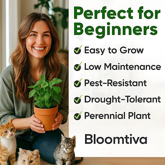 Catnip Seeds for Planting Indoors and Ourdoors - 𝗡𝗢𝗡-𝗚𝗠𝗢 Cat Nip Seeds (Bulk Pack) Heirloom Herb - Made in 𝗨𝗦𝗔 - High Germination Rate - Plants for Cats and Humans (Nepeta Cataria)