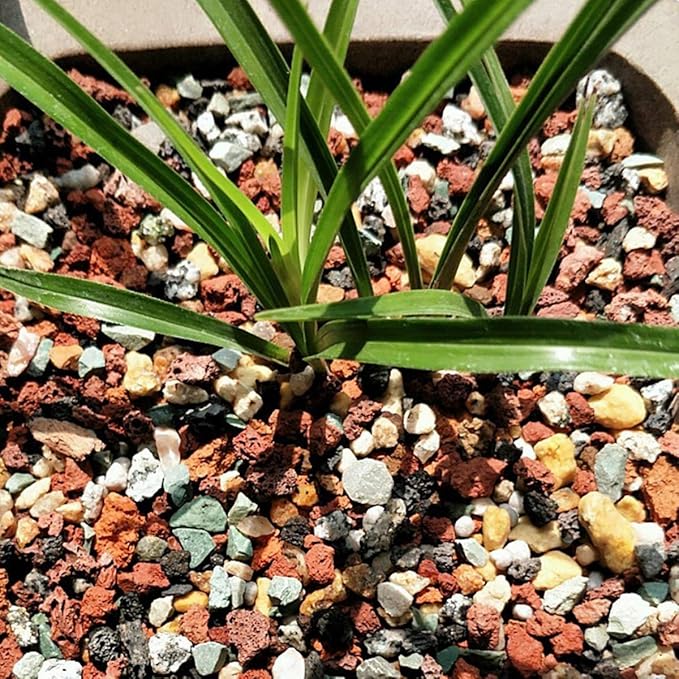 TOYPOPOR Mix Horticultural Lava Rock Pebbles Pumice Potting Soil Amendment Succulent Cactus Bonsai Gritty Rock Decorative Gravel Plant Drainage Volcanic for Terrarium Fairy Gardening Top Dressing 6lb