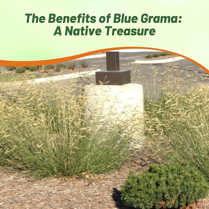 Outsidepride Blue Grama Native Grass Seed - 1 lb. Perennial, Drought Tolerant & Low Maintenance, Pasture Seeds for Planting Densely Tufted Leaves, Ideal for Hay Foraging, Grazing & Erosion Control