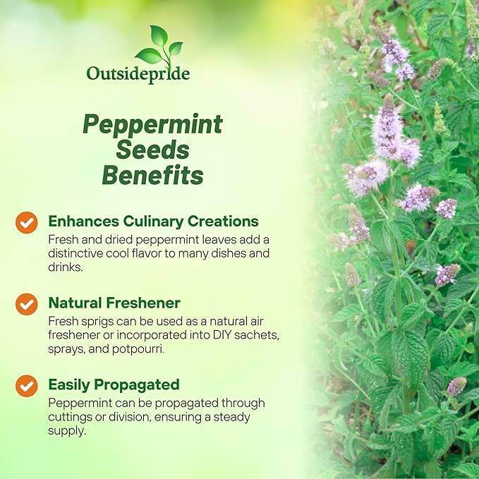 Outsidepride Peppermint Seeds for Planting - 1000 Pcs Perennial Compact Growth, Easy to Grow Herb Seeds w/Aromatic Foliage for Culinary Uses, Herbal Remedies & Wellness, Ideal for Container Gardening