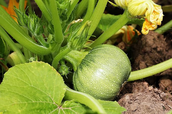 Round Zucchini Seeds for Planting - Heirloom, Non-GMO, USA Grown Seeds in Premium Waterproof Packaging with Plant Information and Instructions - Cucurbita Pepo