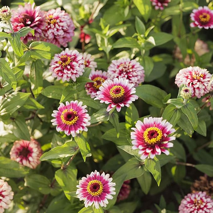 Eden Brothers Zinnia Seeds - Mazurkia