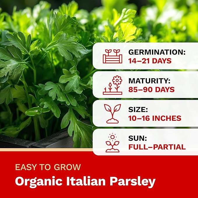 The Harvest Company Organic Seeds Collection – USDA Certified, Non-GMO, Open-Pollinated for Indoor & Outdoor Planting (Italian Parsley)