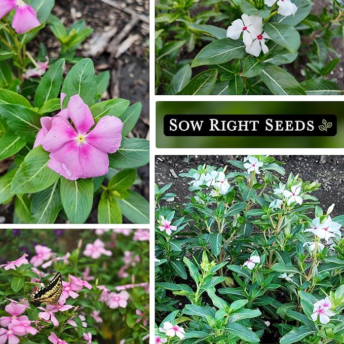 Sow Right Seeds - Periwinkle (Catharanthus roseus) Flower Seeds for Planting - Non-GMO Heirloom Packet with Instructions to Plant in Your Home Garden - Colorful Favorite - Attract Pollinators (1)