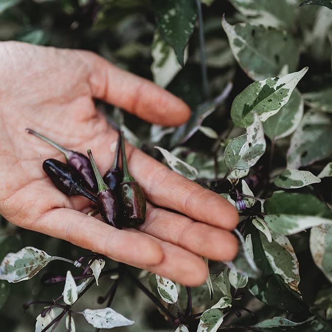 Jigsaw Variegated Hot Chili Pepper - 10 Seeds - Rare Purple Heirloom Chile Variety, Non-GMO Vegetable Seeds for Planting in The Home Garden, Thresh Seed Company