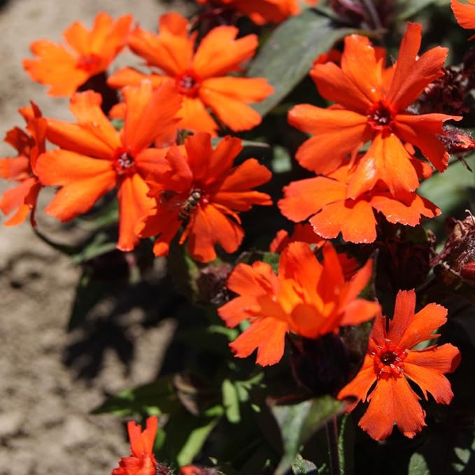 Outsidepride Arkwrightii Lychnis Seeds - 1000 Pcs Perennial Flower Seeds with Long Blooming Season & Attractive to Pollinators, Easy to Propagate for Borders, Containers, or Cottage Gardens