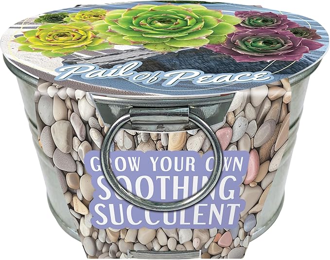 Unique Gardener Grow Your Own Succulents Plant Seeds 3-Pack, DIY Indoor Succulents and Live Plants for Home or Garden Planting, Pail of Peace