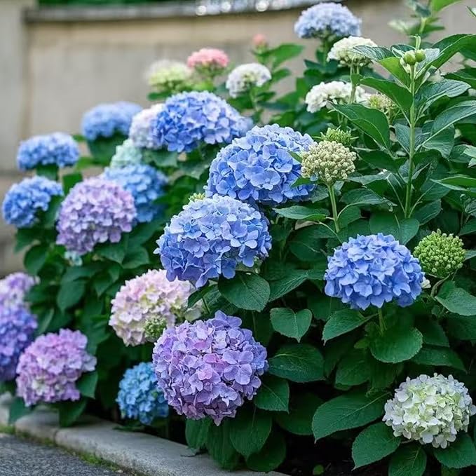 35 Mixed Color Hydrangea Seeds – Blue, Pink & Purple Blooming Flower Seeds for Home Garden Planting, Non-GMO