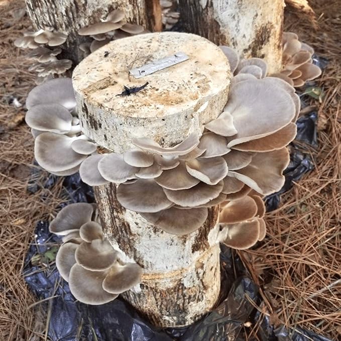 North Spore Organic Italian Oyster (500 ct) Mushroom Plugs for Logs | Premium Quality Mushroom Plug Spawn | Handmade in Maine, USA | Grow Gourmet Mushrooms Outdoors on Logs