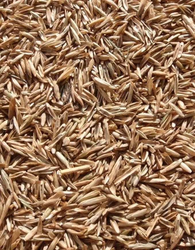 Perennial Ryegrass Seeds – 1 Pound Premium Quality Non-GMO Grass Seed for Lawns, Pastures, and Sports Fields