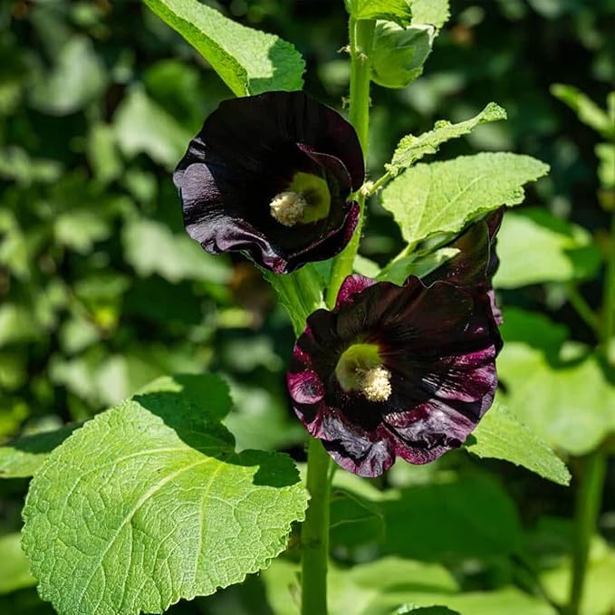 Park Seed Jet Black Hollyhock Flower Seeds – Striking Dark Blooms, Pollinator-Friendly, Edible Petals, Tall Garden Border Plant, Easy to Grow, Hardy Annual or Perennial, Pack of 50