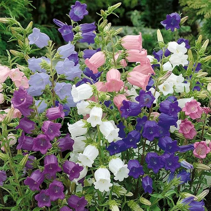 300 Biennial Campanula Canterbury Bells Flower Seeds for Planting