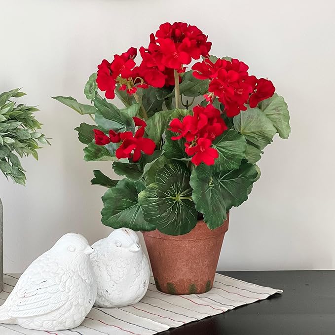 Park Seed Geranium Flowering Plant Seeds, Maverick Scarlet Variety with Large Dark Red-Orange Blooms, Heat and Humidity Tolerant Annual, Pack of 10
