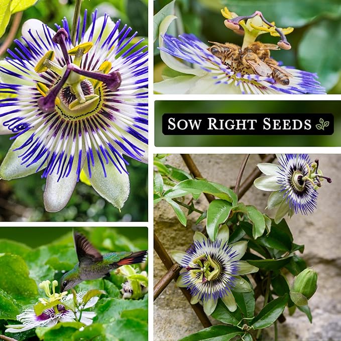 Sow Right Seeds - Passion Flower (Passiflora caerulea) Seeds for Planting - Beautiful Flowers to Plant in Your Garden - Non-GMO Heirloom Seeds - Exotic and Colorful Blooms - Attract Pollinators
