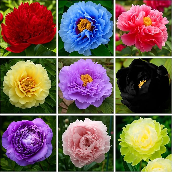 110+ Mix Color Peony Seeds, Non-GMO Heirloom Peony Seeds for Planting, Perennial Flowers with Ruffled Blooms, Attracts Butterflies Pollinators