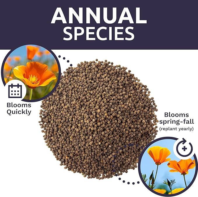 Bulk California Orange Poppy Wildflower Seeds - 5 Pounds - Over 1,600,000 Native Seeds - California State Flower!