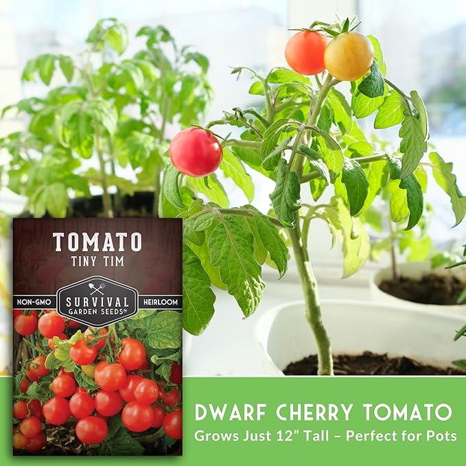 Tiny Tim Tomato Seeds - Dwarf Cherry Tomatoes for Planting Indoors or Patio, Compact Heirloom Variety for Containers, High Yield, Non-GMO - Survival Garden Seeds (5 Packs)