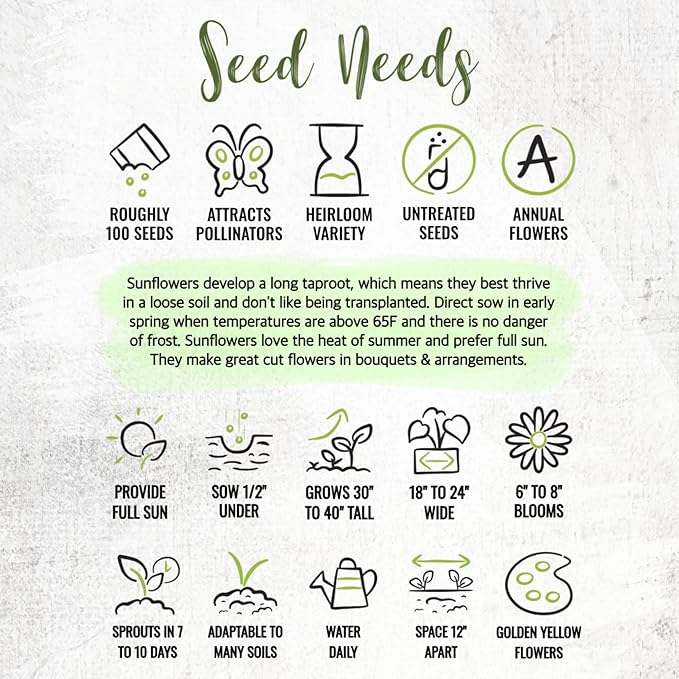 Seed Needs Dwarf Sunflower Seeds for Planting Incredible Sunflowers - Heirloom & Open Pollinated Flowers to Plant an Outdoor Wildflower Garden to Attract Beneficial Pollinators (1 Pack)