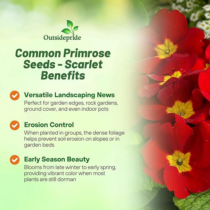 Outsidepride Scarlet Common Primrose Seeds - 100 Pcs Perennial, Hardy, Easy to Grow & Low Maintenance Flower Seeds for Planting Vibrant Soft Blooms, for Containers, Borders & Erosion Control