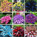 350+ Hosta Seeds Heart-Shaped Hosta Bare Roots - Rich Foliage, Heart Shaped Leaves, Exotic Hostas Drought Tolerant Colorful Hosta Plants