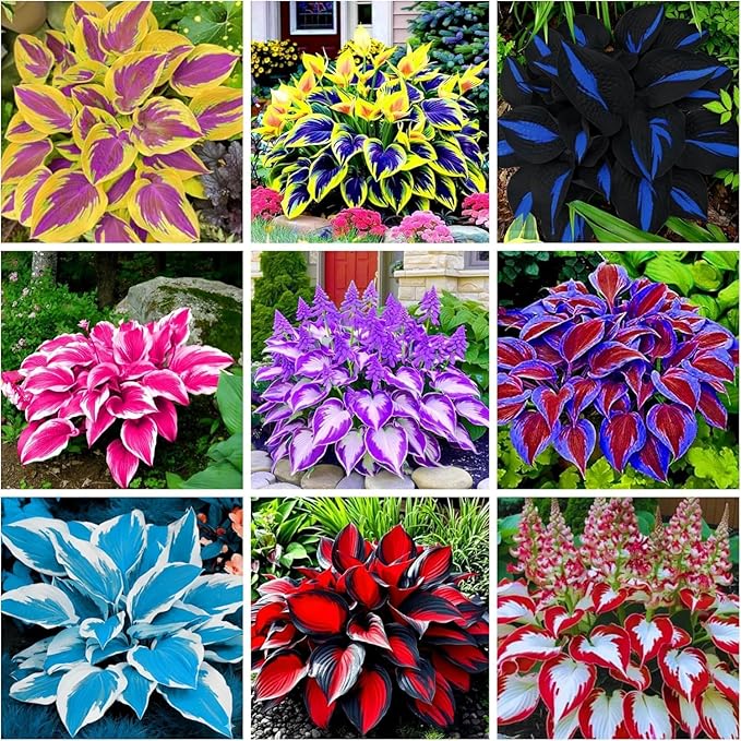 350+ Hosta Seeds Heart-Shaped Hosta Bare Roots - Rich Foliage, Heart Shaped Leaves, Exotic Hostas Drought Tolerant Colorful Hosta Plants