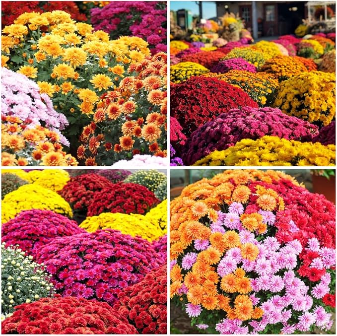 300+Mixed Color Mums Chrysanthemum Seeds for Planting-Perennial Hardy Chrysanthemum Flower Seeds Ground Cover Landscape