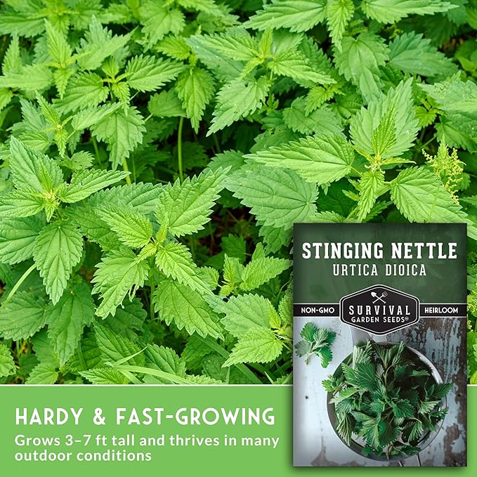 Stinging Nettle Seeds for Planting - Urtica Dioica Medicinal Herb & Edible Perennial - Common Nettle for Tea, Cooking & Wellness - Heirloom Non-GMO - Survival Garden Seeds (1 Pack)