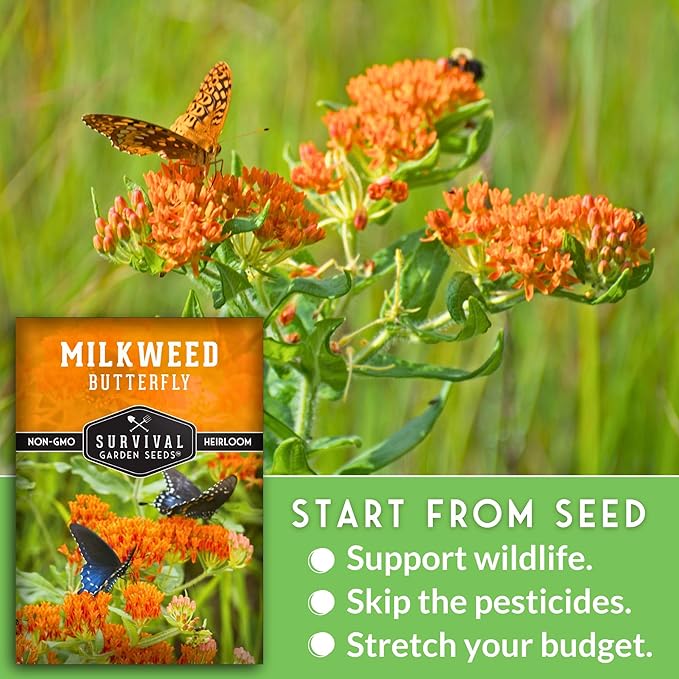 Butterfly Milkweed Seeds for Planting with Instructions to Grow Asclepias Tuberosa - Attract Butterflies & Help Conservation - Non-GMO Heirloom Open-Pollinated - Survival Garden Seeds (1 Pack)