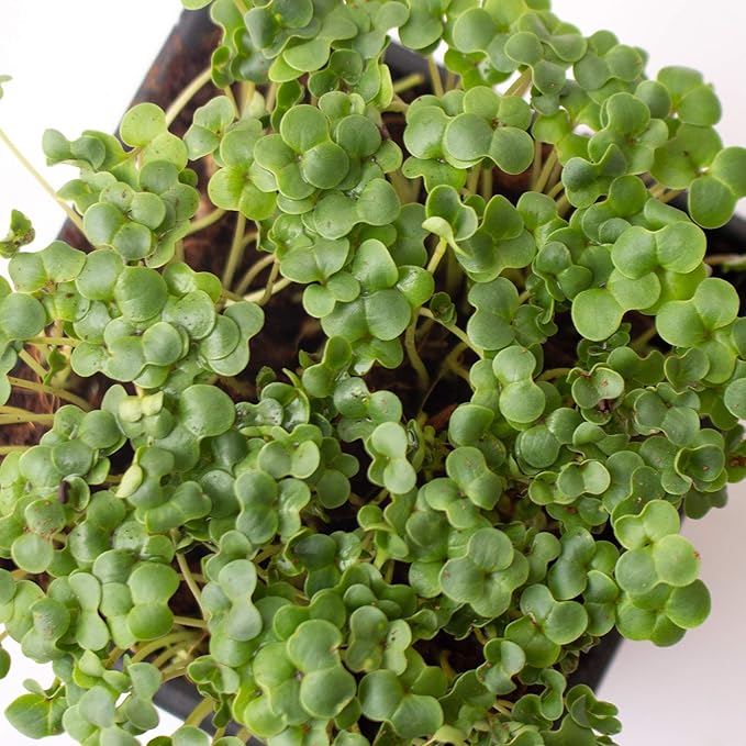Broccoli Microgreens Seeds - 4 Oz ~4000 Seeds - High Germination, Premium Seed for Growing Broccoli Micro Greens - Non-GMO