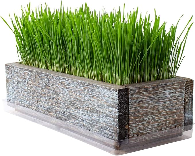 Organic Cat Grass Seeds Kit - Decorative Reclaimed Barnwood Style Organic Wheatgrass Seeds Planter - Aged Brown - Hairball Remedy for Cats, Healthy Pet Grass Supplement & Wheatgrass Growing Kit