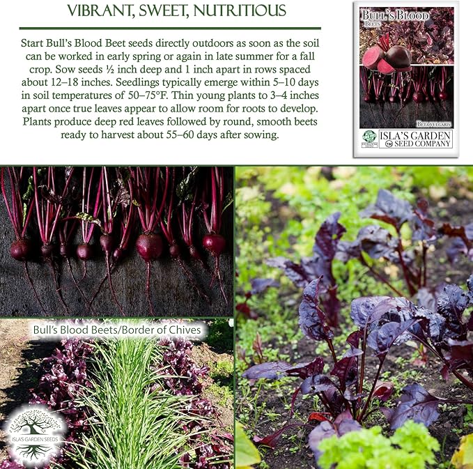 Bull’s Blood Beet Seeds (Beta vulgaris) – 100+ Heirloom Non-GMO Seeds by Isla’s Garden Seeds, Deep Red Roots & Burgundy Greens, Cool-Season Favorite, Dual-Purpose Variety, Great Home Garden Gift