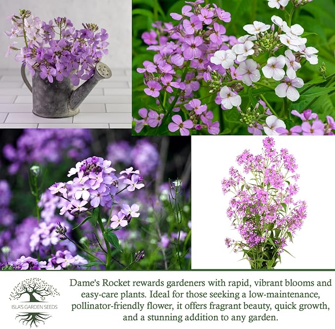 Dame's Rocket Flower Seeds, 1000+ Non-GMO Heirloom Seeds, Vibrant Purple/Pink/White Blooms, Pollinator-Friendly, Easy-Grow Hesperis matronalis, Isla's Garden Seeds for Stunning Gardens