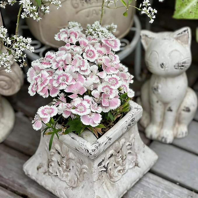 Mixrug Mix Sweet William Dianthus Seeds for Planting, 5000+pcs Rare Perennial Creeping Dianthus barbatus Flower Seeds Non-GMO Heirloom Rare Plants, Open Pollinated Beauty Home Garden for Outdoors