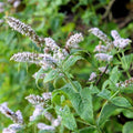 Outsidepride Peppermint Seeds for Planting - 1000 Pcs Perennial Compact Growth, Easy to Grow Herb Seeds w/Aromatic Foliage for Culinary Uses, Herbal Remedies & Wellness, Ideal for Container Gardening