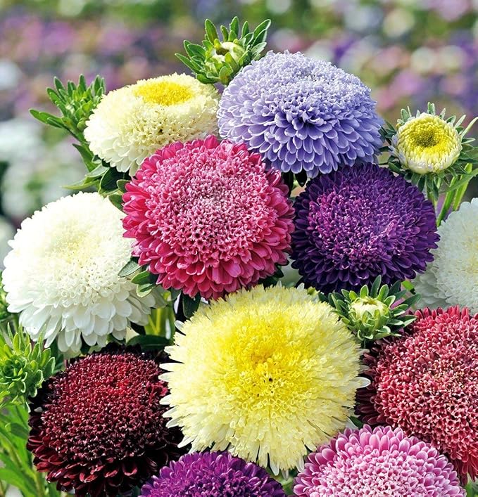 NIKA SEEDS - Seeds Flowers Aster Princess Mix Annual - 100 Seeds