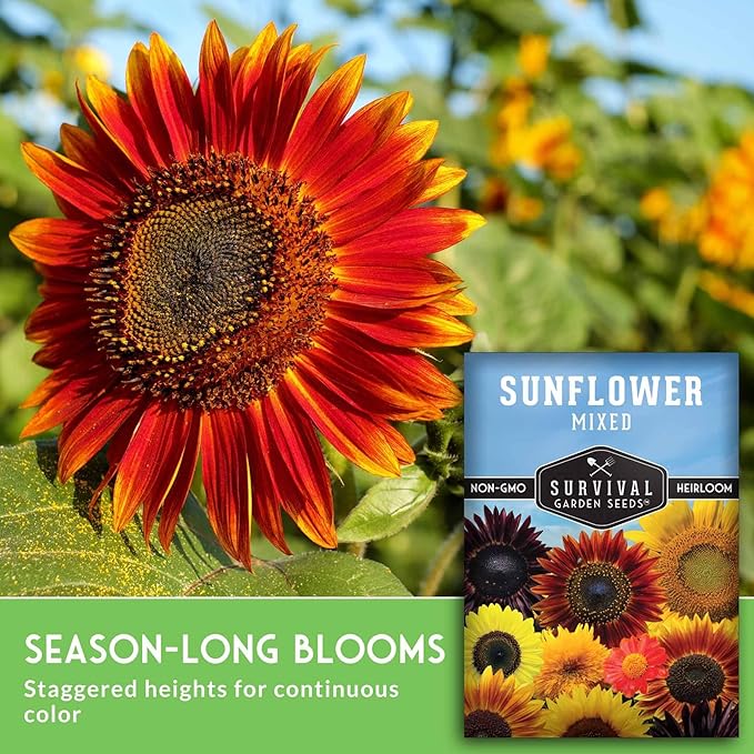 Mixed Sunflower Seeds for Planting | Colorful Blend of Heirloom Varieties for Cut Flowers & Pollinators – Heirloom Non-GMO – Survival Garden Seeds (3 Packs)